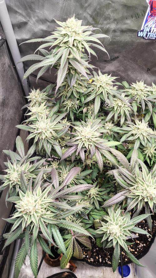 Sour G R1. Week 16