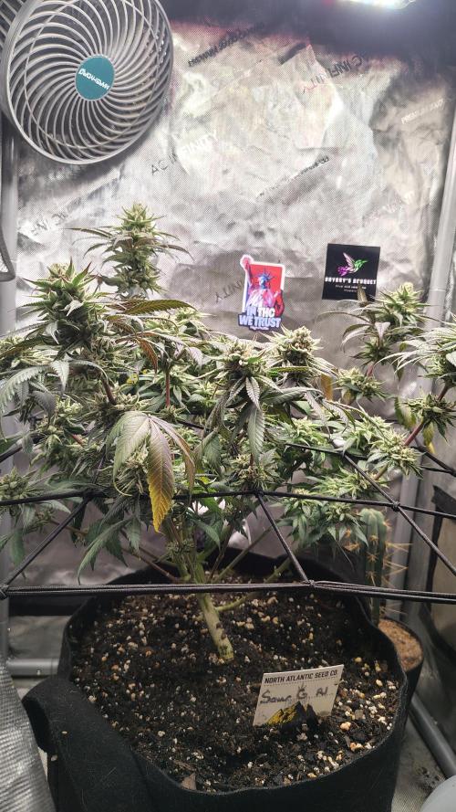 Sour G R1. Week 16