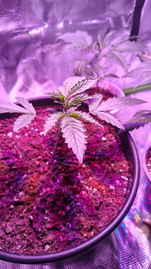 RoadSide Haze- Dirty Bird Genetics. Week 2