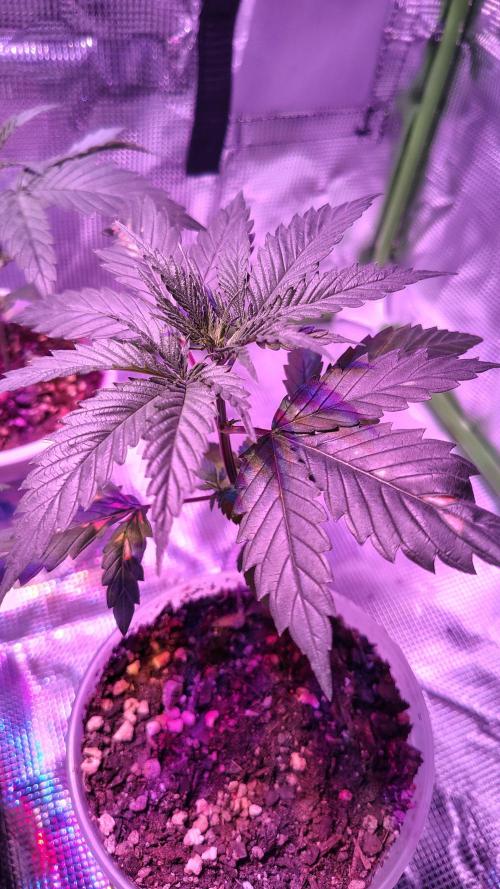 RoadSide Haze- Dirty Bird Genetics. Week 2