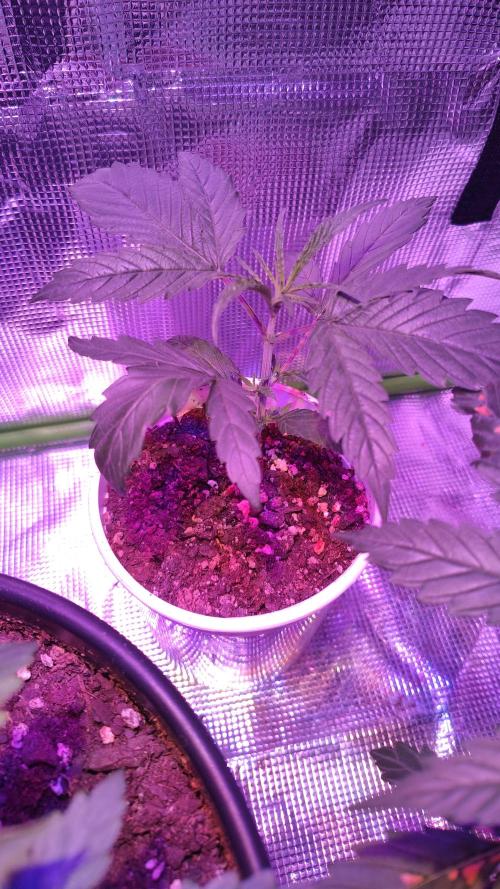 RoadSide Haze- Dirty Bird Genetics. Week 2
