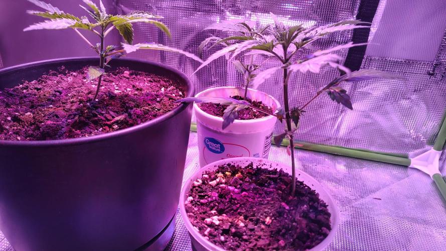 RoadSide Haze- Dirty Bird Genetics. Week 2