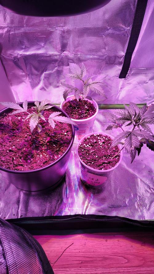 RoadSide Haze- Dirty Bird Genetics. Week 2