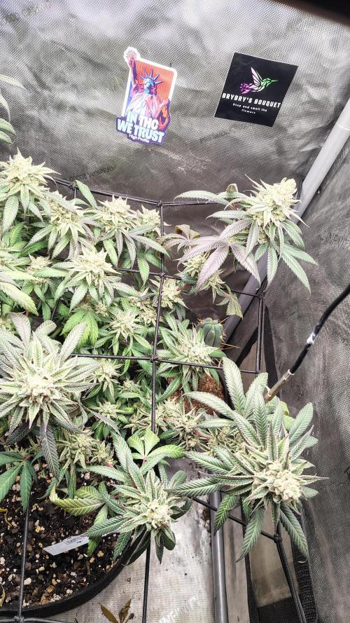 Sour G R1. Week 17