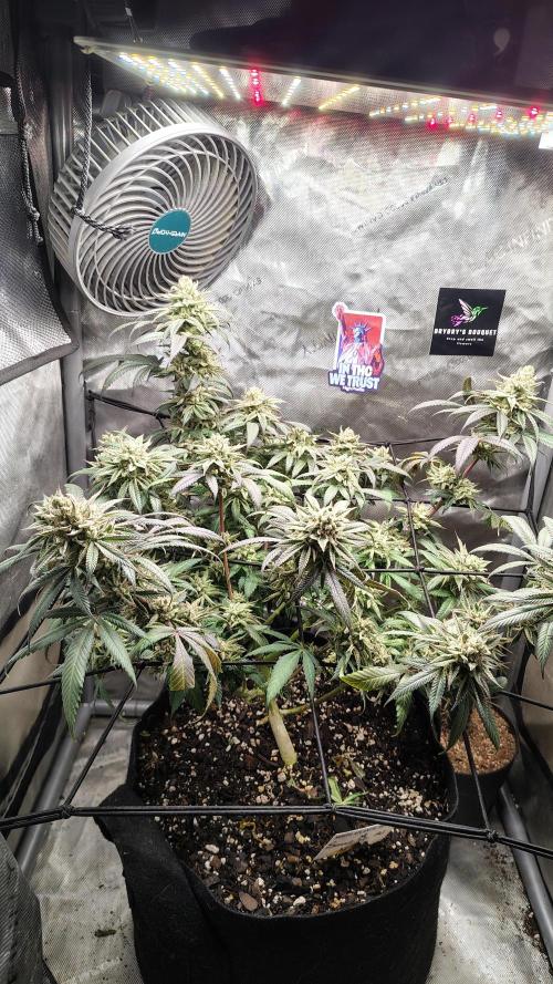 Sour G R1. Week 17