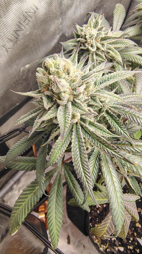 Sour G R1. Week 17