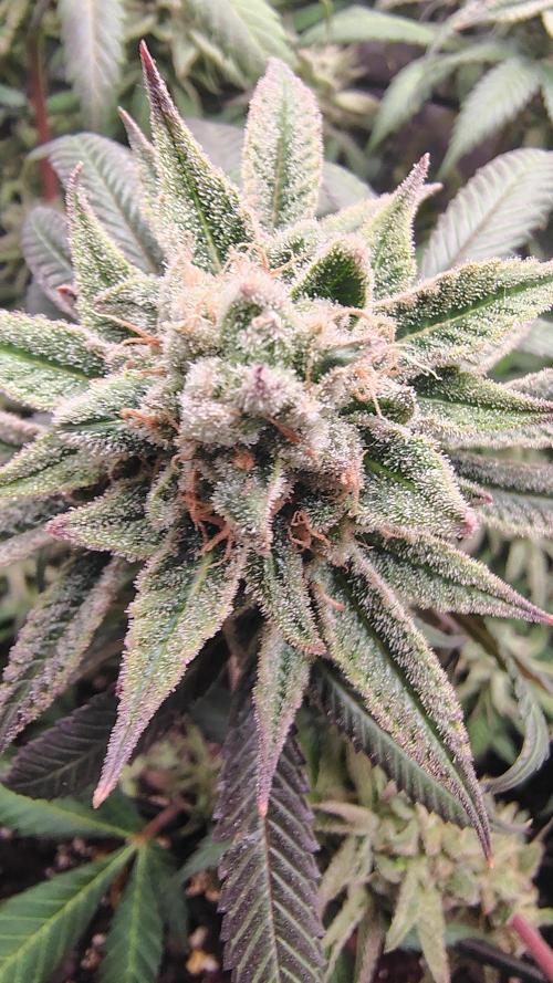 Sour G R1. Week 17