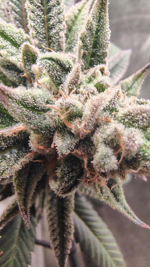 Sour G R1. Week 17