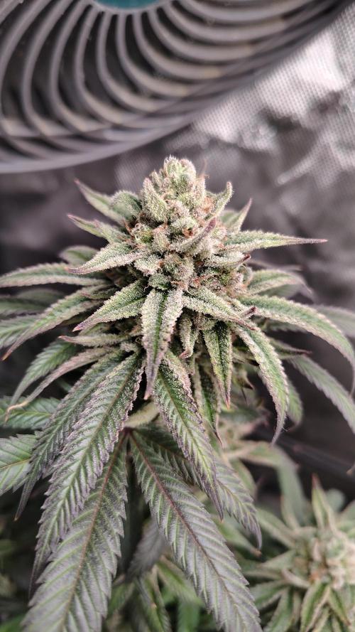 Sour G R1. Week 17