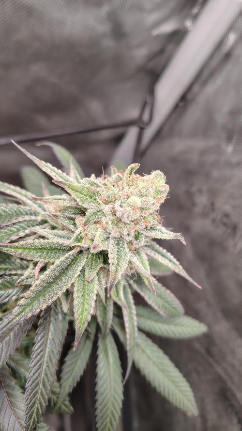 Sour G R1. Week 17