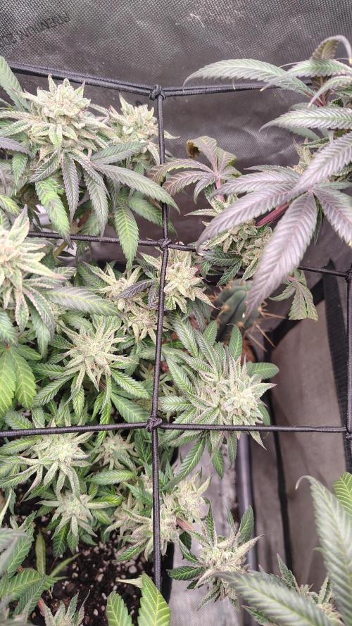 Sour G R1. Week 17