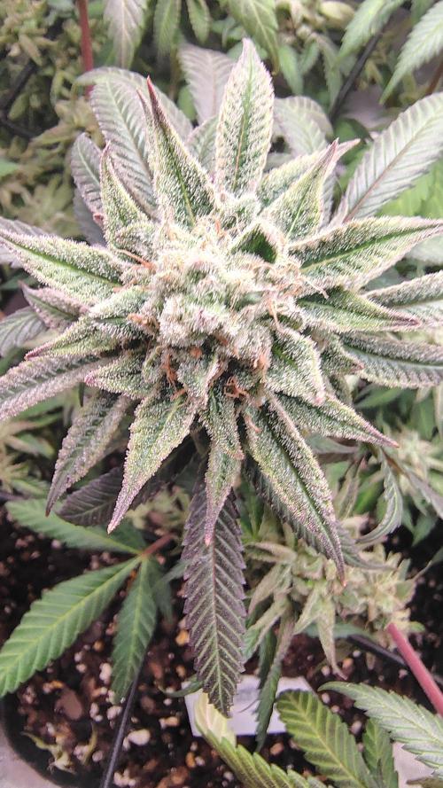 Sour G R1. Week 17