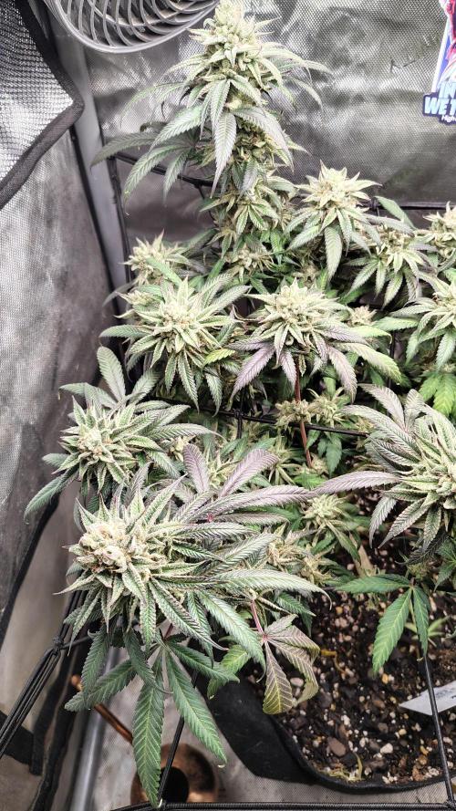 Sour G R1. Week 17