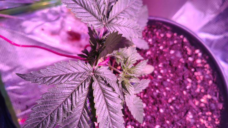 RoadSide Haze- Dirty Bird Genetics. Week 3