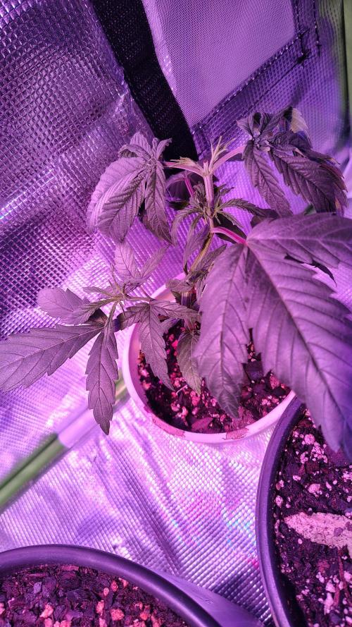 RoadSide Haze- Dirty Bird Genetics. Week 3