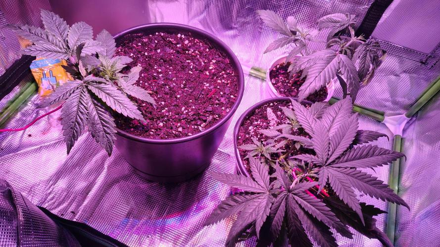RoadSide Haze- Dirty Bird Genetics. Week 3