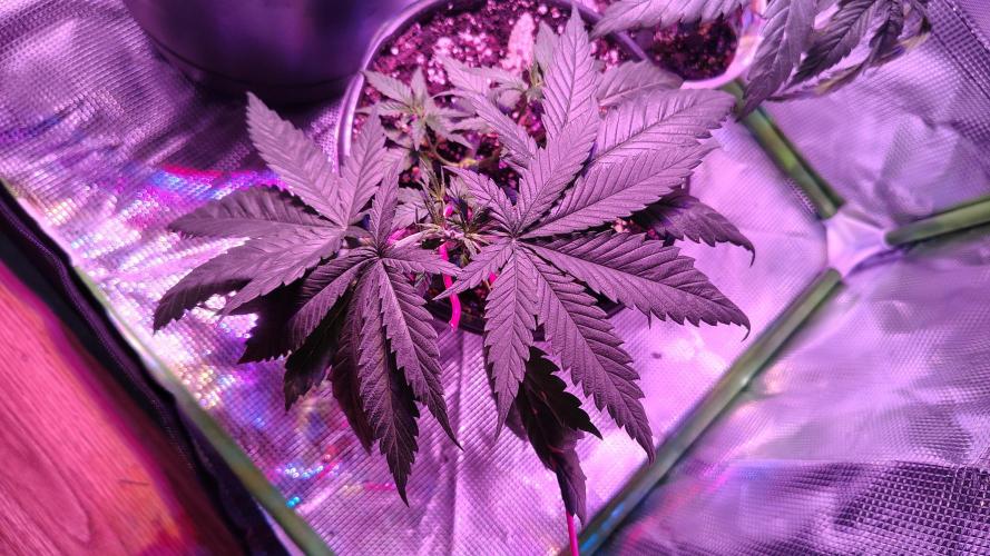 RoadSide Haze- Dirty Bird Genetics. Week 3