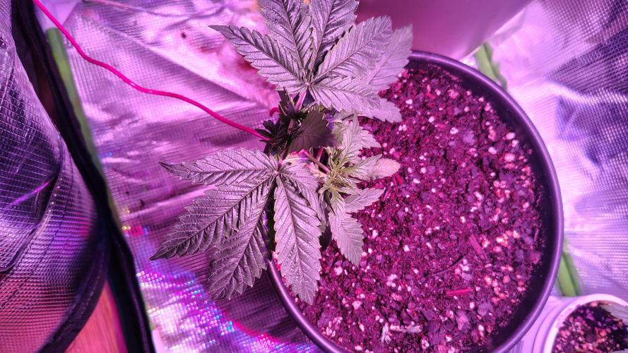 RoadSide Haze- Dirty Bird Genetics. Week 3
