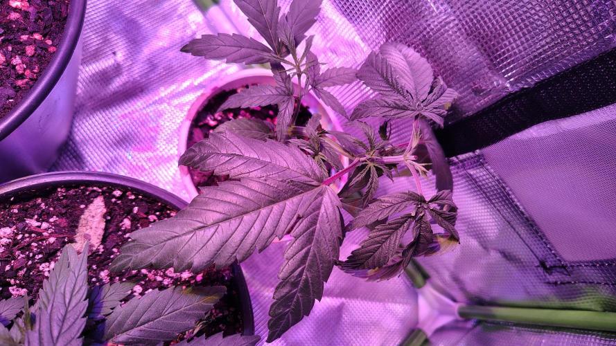 RoadSide Haze- Dirty Bird Genetics. Week 3