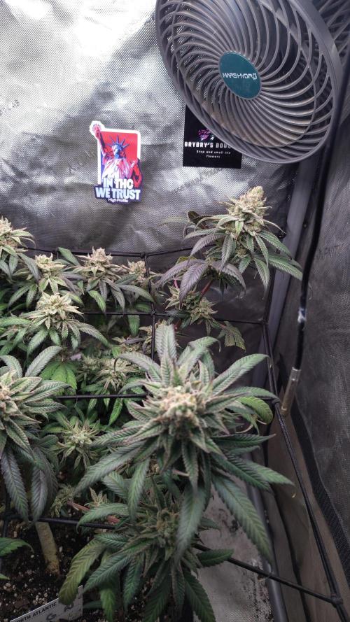 Sour G R1. Week 18