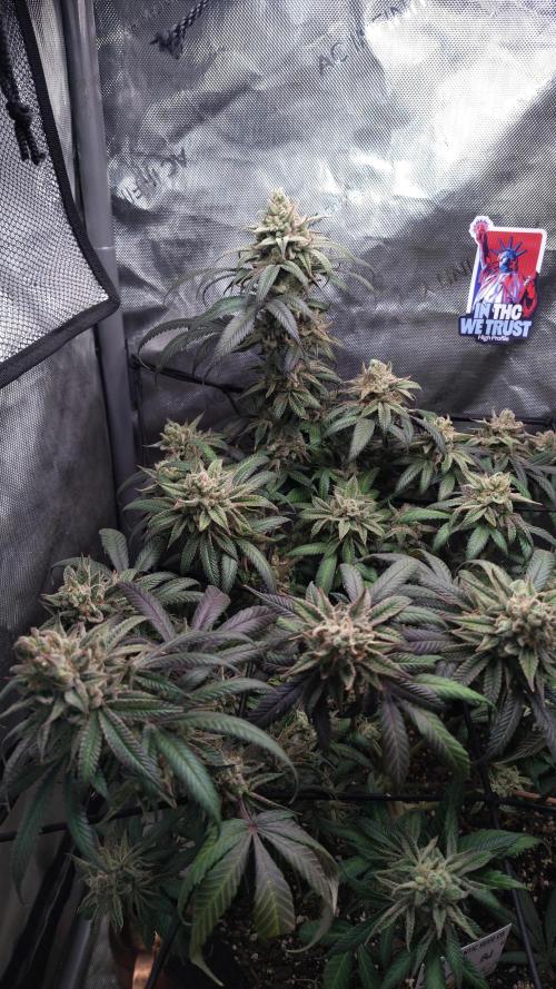 Sour G R1. Week 18