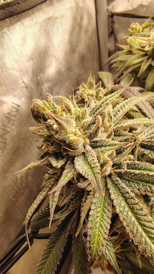 Sour G R1. Week 18