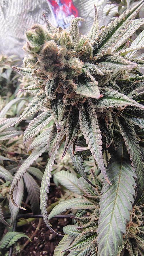 Sour G R1. Week 18