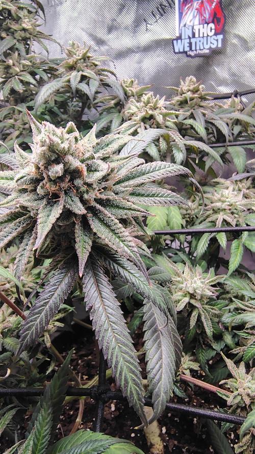 Sour G R1. Week 18