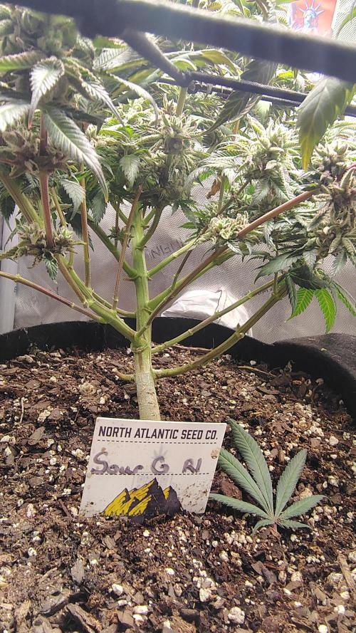 Sour G R1. Week 18