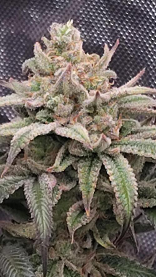 Sour G R1. Week 18