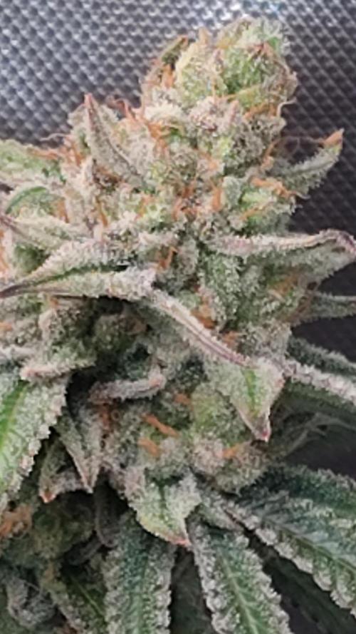 Sour G R1. Week 18