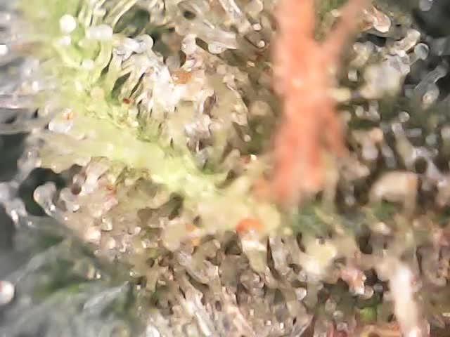 Sour G R1. Week 18