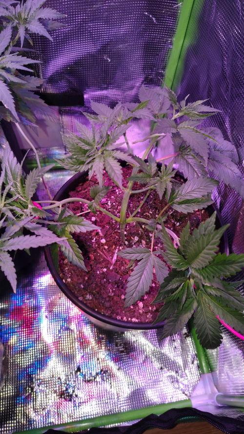 RoadSide Haze- Dirty Bird Genetics. Week 4