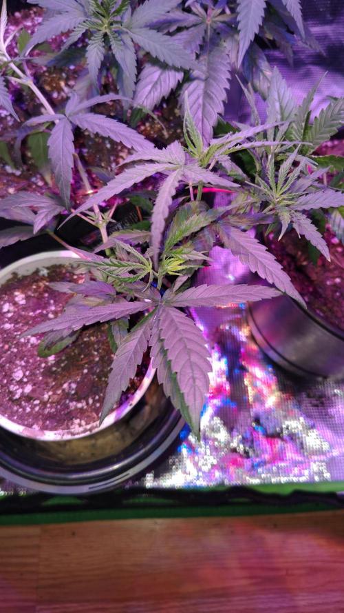 RoadSide Haze- Dirty Bird Genetics. Week 4