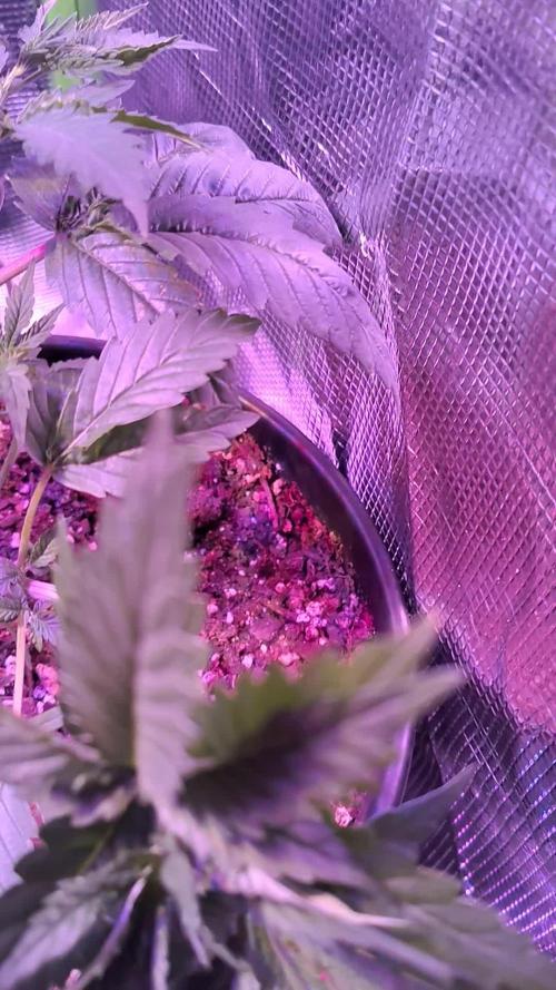 UFO LED. Week 4