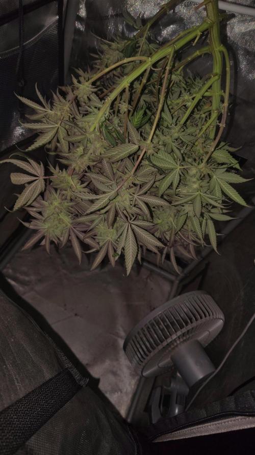 Sour G R1. Week 19