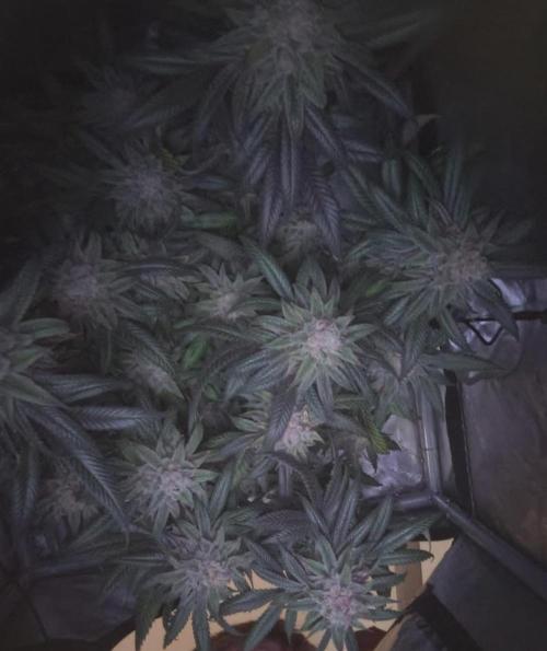 Sour G R1. Week 19