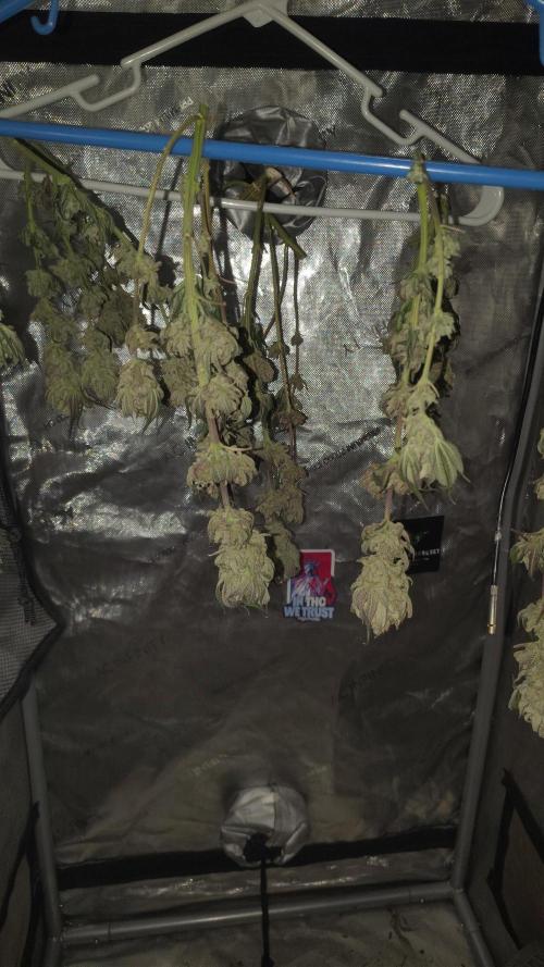 Sour G R1. Week 19