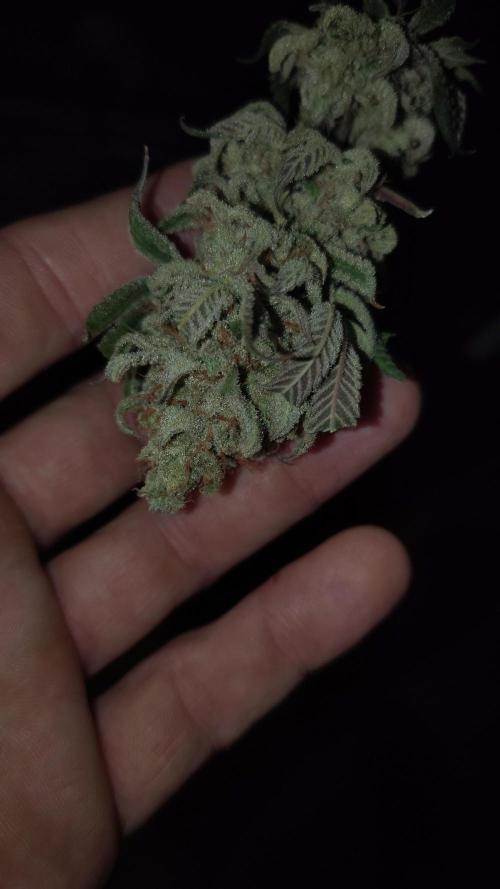 Sour G R1. Week 19