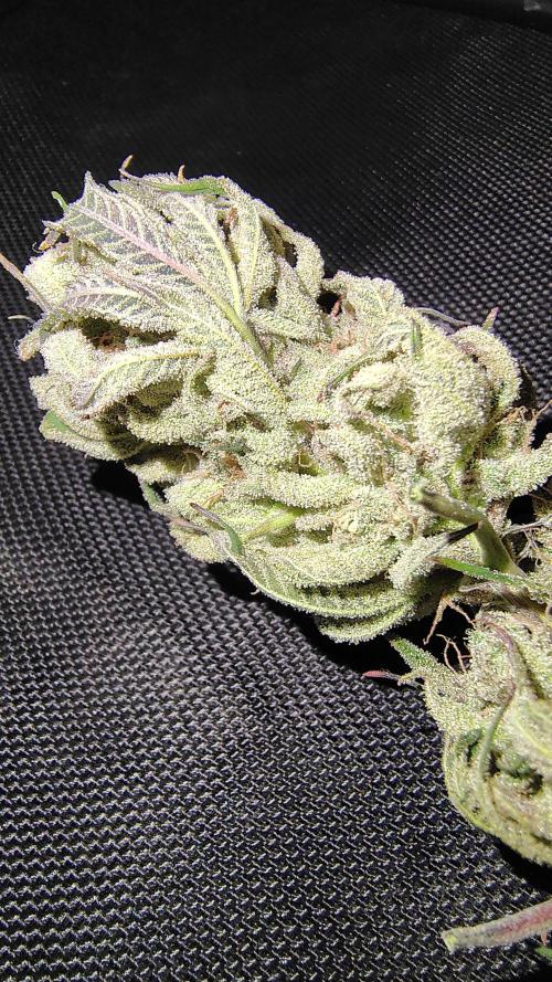 Sour G R1. Week 19