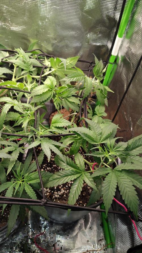 RoadSide Haze- Dirty Bird Genetics. Week 5
