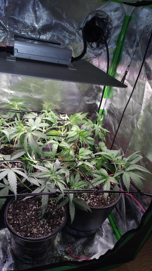 RoadSide Haze- Dirty Bird Genetics. Week 5
