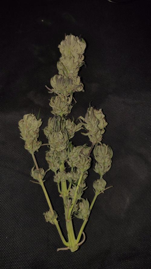 Sour G R1. Week 1