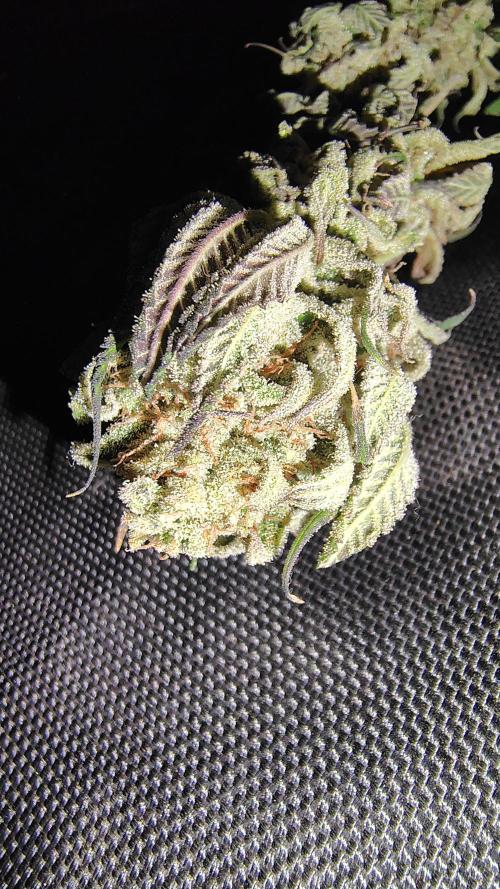 Sour G R1. Week 1