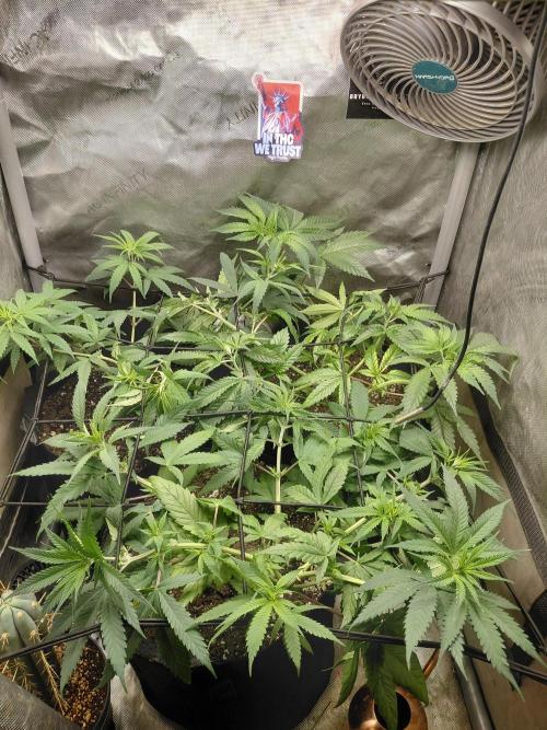 RoadSide Haze- Dirty Bird Genetics. Week 6