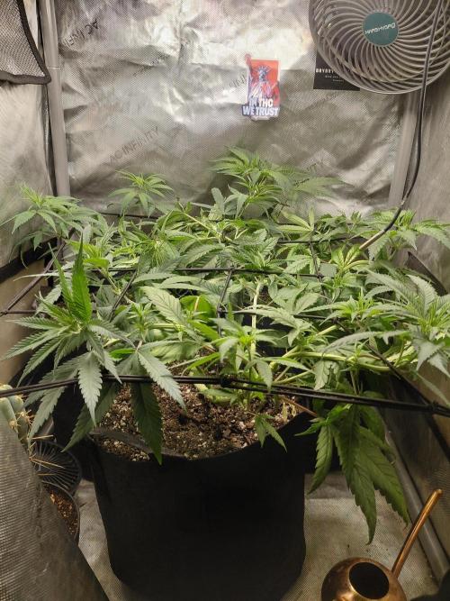 RoadSide Haze- Dirty Bird Genetics. Week 6