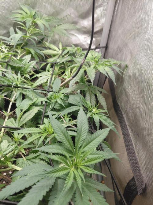 RoadSide Haze- Dirty Bird Genetics. Week 6