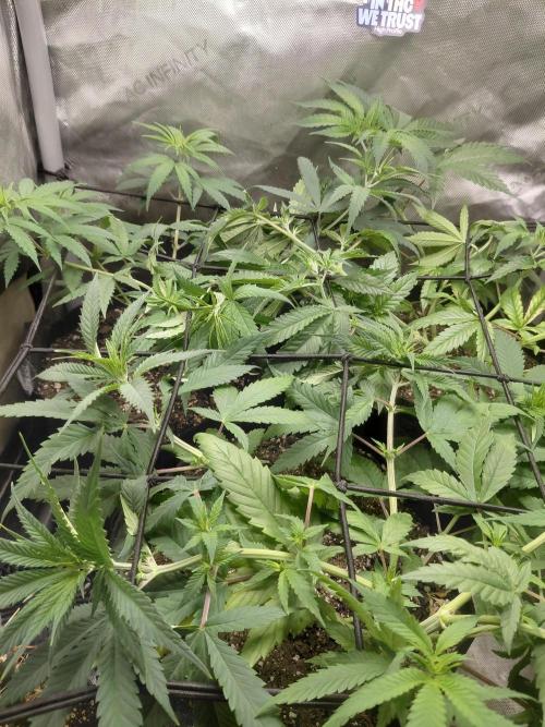 RoadSide Haze- Dirty Bird Genetics. Week 6