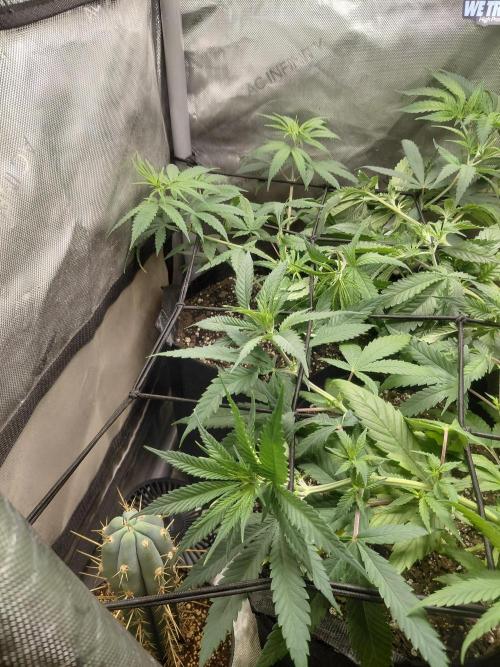 RoadSide Haze- Dirty Bird Genetics. Week 6