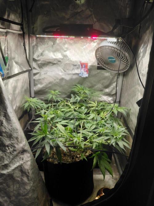 RoadSide Haze- Dirty Bird Genetics. Week 6